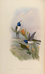 Oreotrochilus pichina = Oreotrochilus chimborazo jamesonii